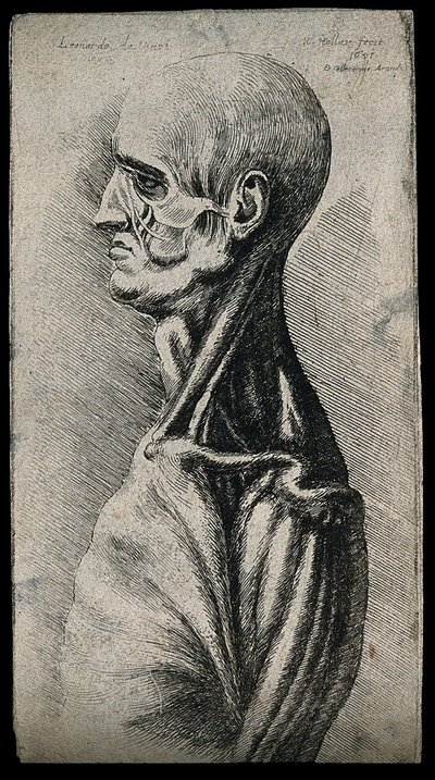 Head and shoulders of a man, seen from the left by Leonardo da Vinci